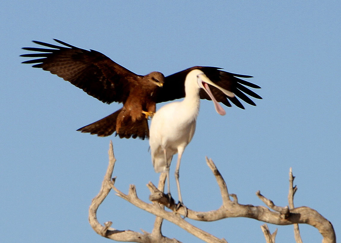 Spoonbill Bird A surprised spoonbill, when a hawk decided he wanted to share the same branch.  Photo taken at Birdsville in the Australian Outback Australian Bird,Hawk,Platalea flavipes,Spoonbill,Yellow-billed Spoonbill
