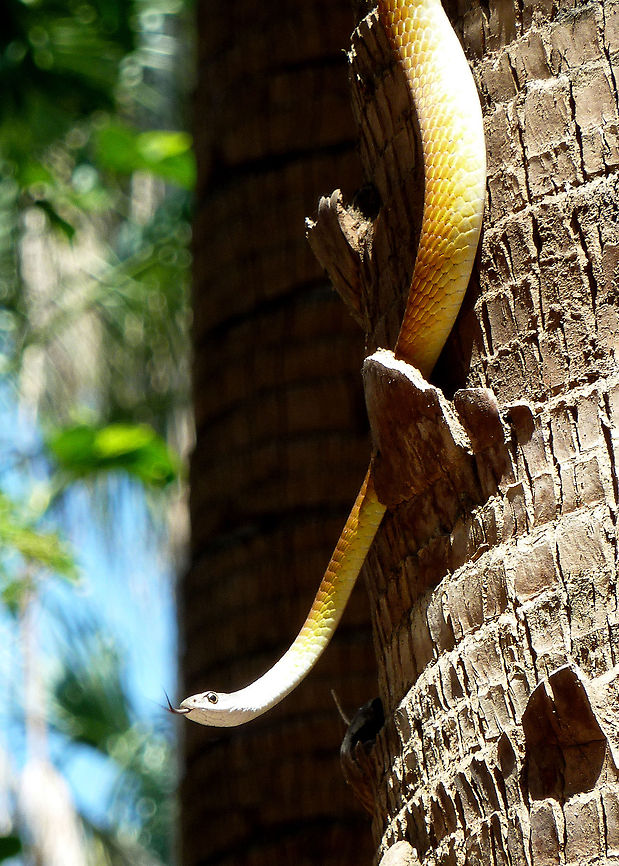 Tree snake at Mataranka  Dendrelaphis punctulata