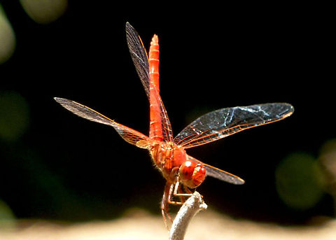 Oriental Scarlet Dragonfly - Male  Australia,Dragonfly,Insects,Orthetrum villosovittatum