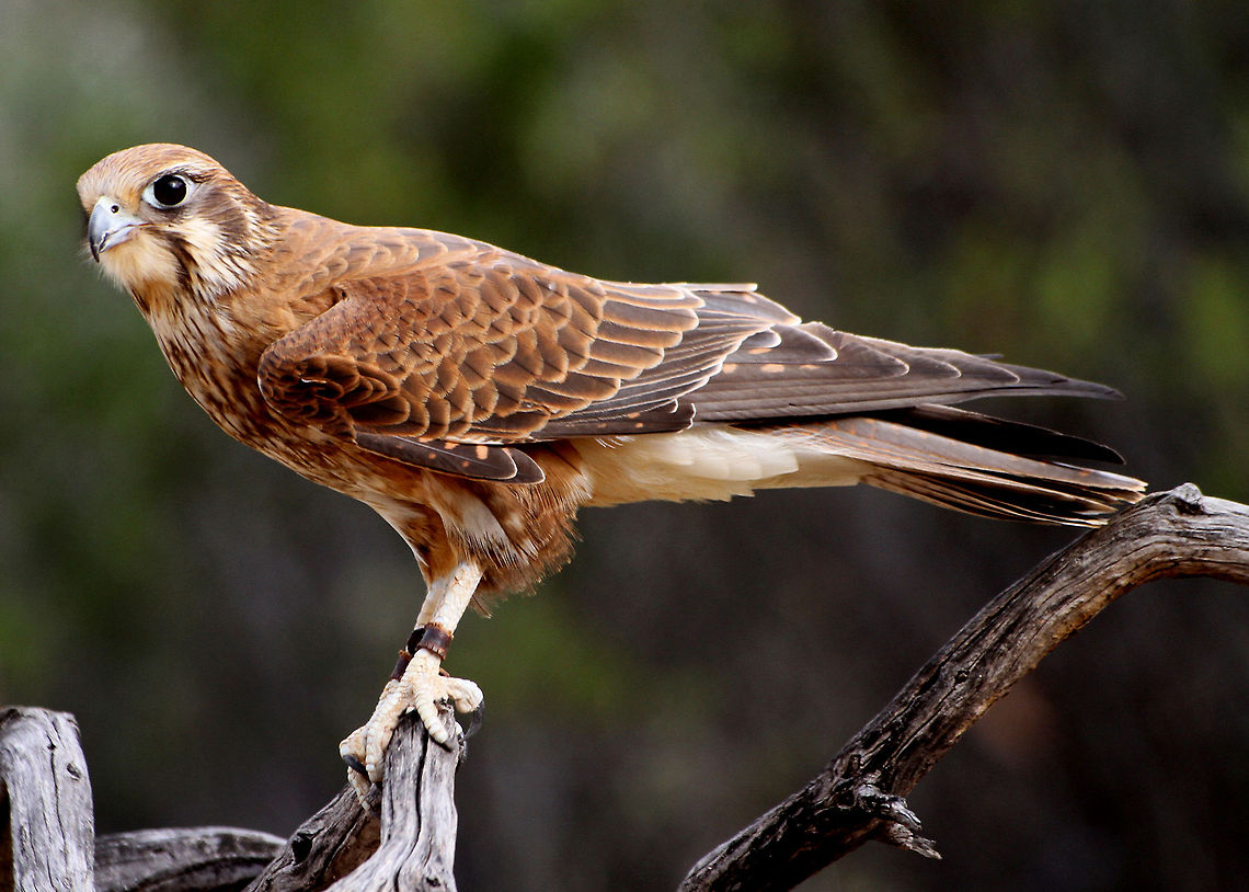 Brown_Falcon  Brown Falcon,Falco berigora