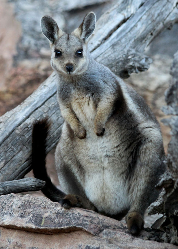 Rock_Wallaby  Petrogale xanthopus,Yellow-footed rock-wallaby