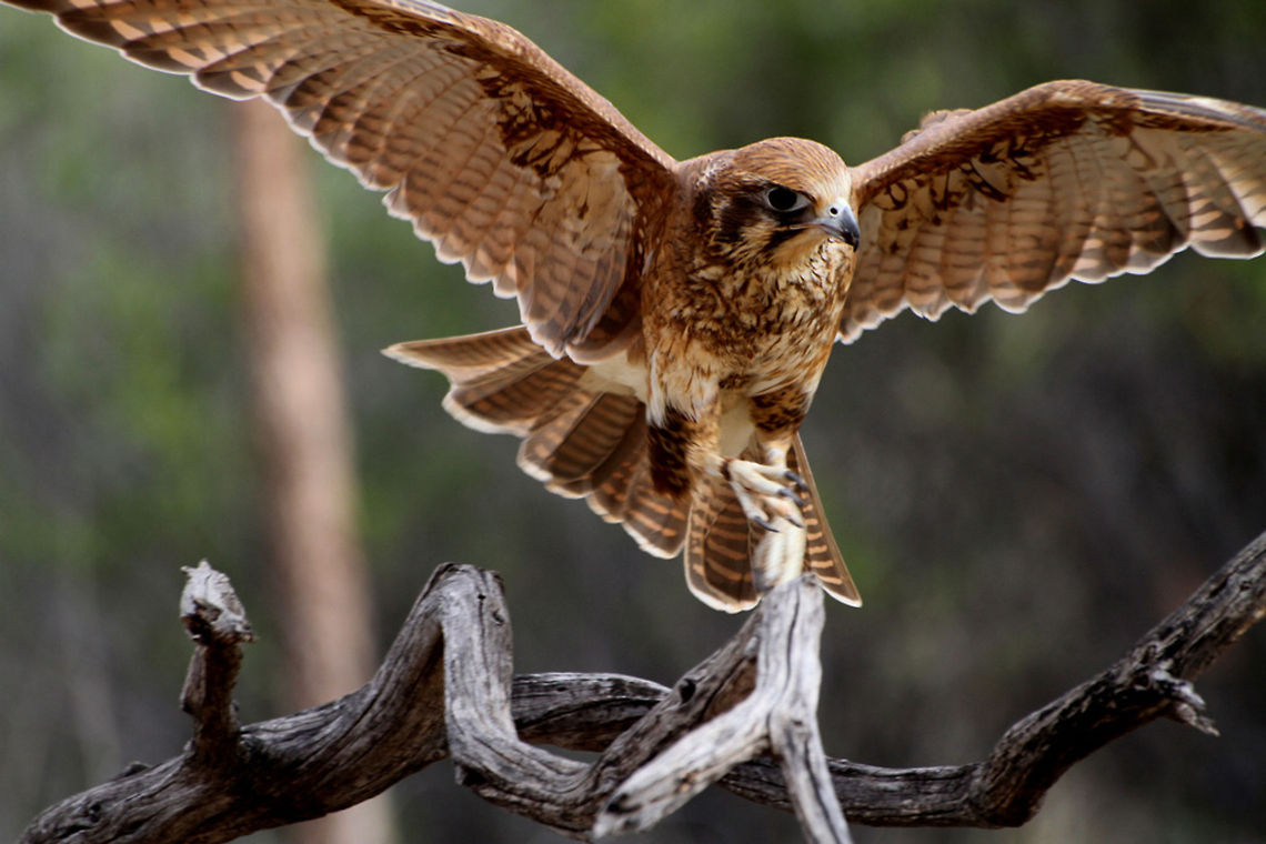 Brown Falcon  Brown Falcon,Falco berigora