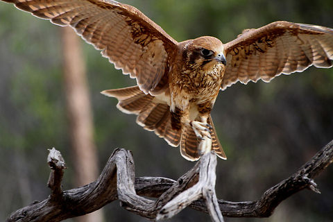 Brown Falcon  Brown Falcon,Falco berigora