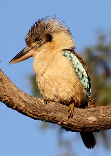Blue-winged Kookaburra  Blue-winged Kookaburra,Dacelo leachii