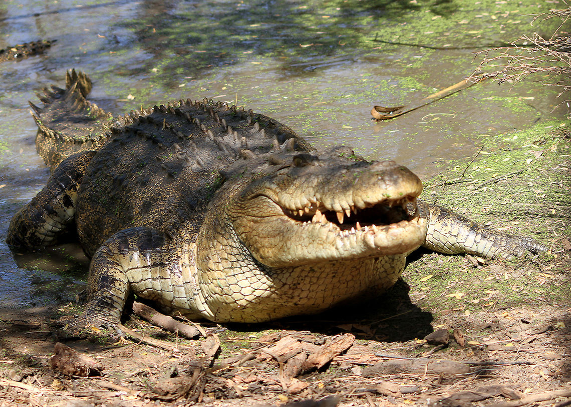 Saltwater Crocodile_548  Crocodylus porosus,Saltwater crocodile