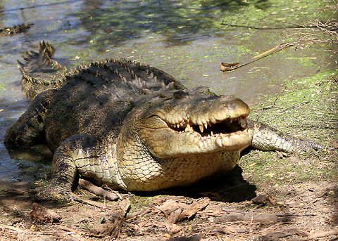 Saltwater Crocodile_548  Crocodylus porosus,Saltwater crocodile