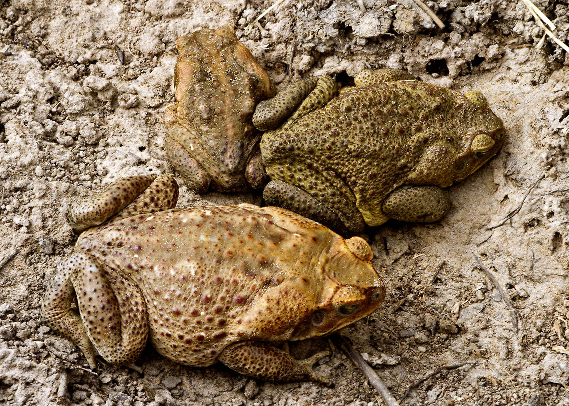 Cane Toads  Cane toad,Invasive species,Rhinella marina