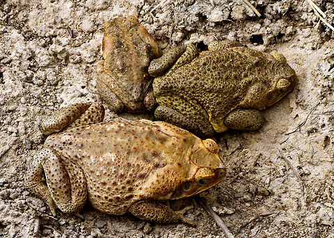 Cane Toads  Cane toad,Invasive species,Rhinella marina