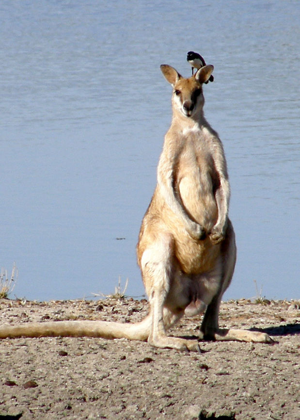 Kangaroo   ( Agile Wallaby- Macropus agiles)         Agile wallaby,Australia,Kangaroo,Macropus agilis,Macropus fuliginosus,Western grey kangaroo