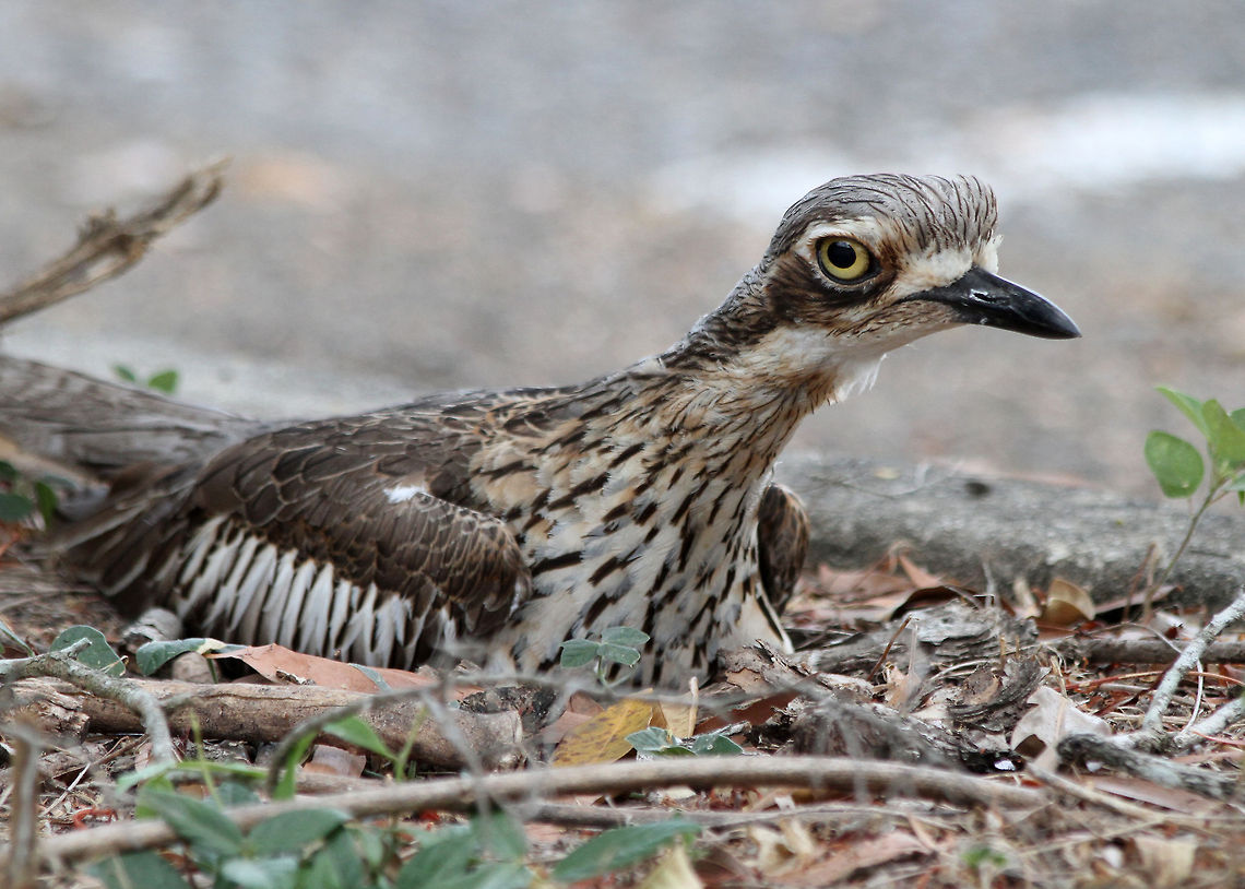 Bush Stone-curlew - BIRD  Burhinus grallarius,Bush Stone-curlew