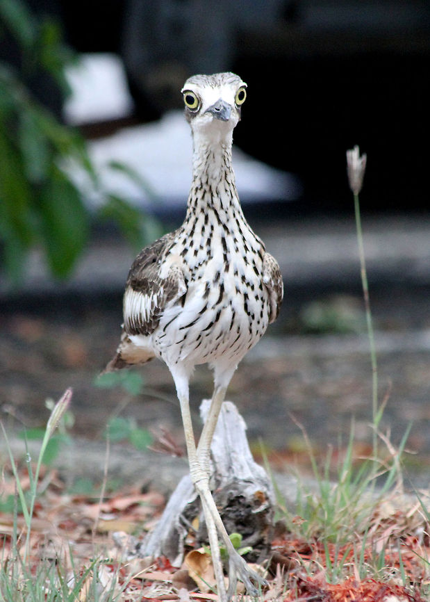 Bush Stone-Curlew - Male BIRD  Burhinus grallarius,Bush Stone-curlew