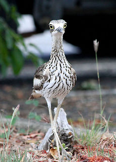 Bush Stone-Curlew - Male BIRD  Burhinus grallarius,Bush Stone-curlew