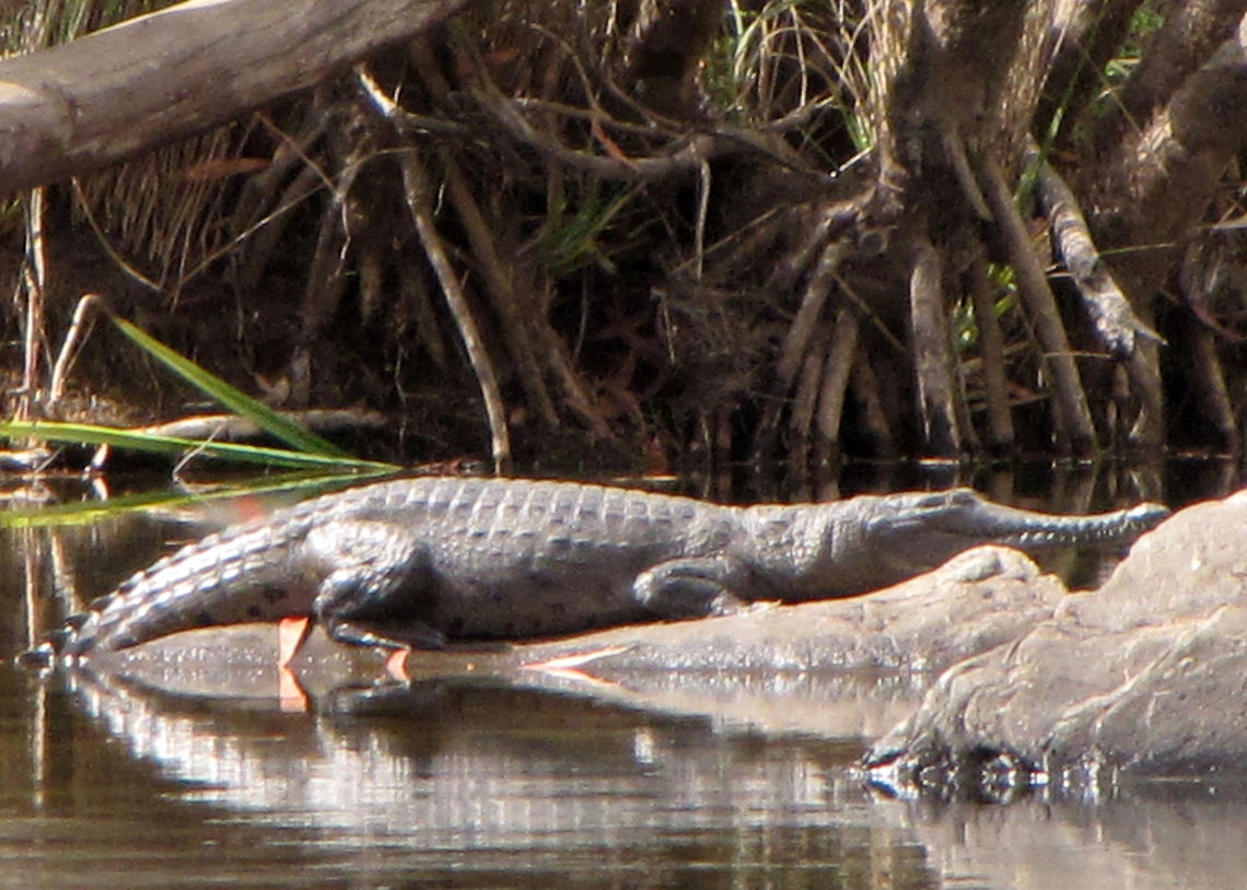 Freshwater_crocodile_(Crocodylus_johnsoni)                                 Crocodylus johnsoni,Freshwater Crocodile