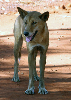 Australian Dingo - Canis dingo  Australian dingo,Canis lupus dingo