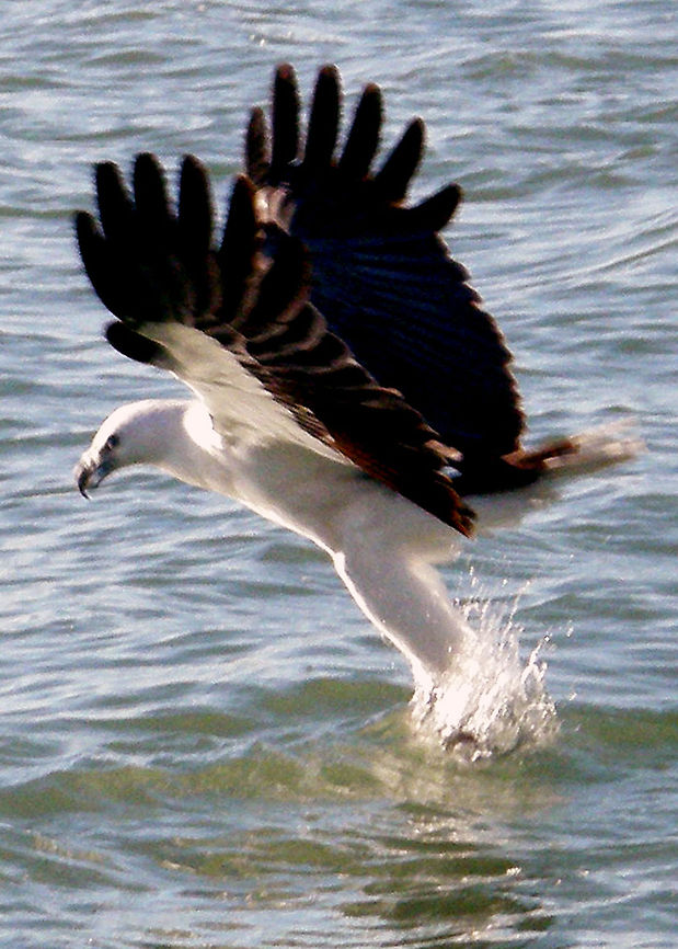 Sea_Eagle OLYMPUS DIGITAL CAMERA          Haliaeetus leucogaster,White-bellied Sea Eagle