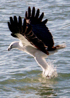 Sea_Eagle OLYMPUS DIGITAL CAMERA          Haliaeetus leucogaster,White-bellied Sea Eagle