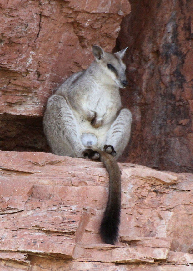 Rock_Wallaby_on_cliff  Brush-tailed rock-wallaby,Petrogale penicillata