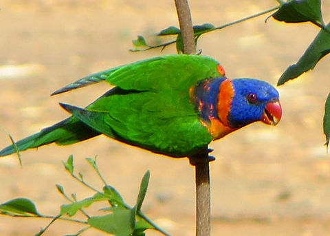 Rainbow_Lorikeet  Rainbow Lorikeet,Red-collared Lorikeet,Trichoglossus haematodus,Trichoglossus rubritorquis