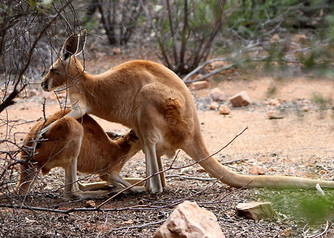 Kangaroo Joey  Macropus rufus,Red kangaroo