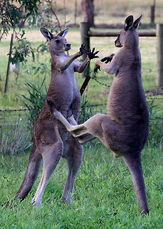 Kangaroos Boxing  Eastern grey kangaroo,Macropus giganteus