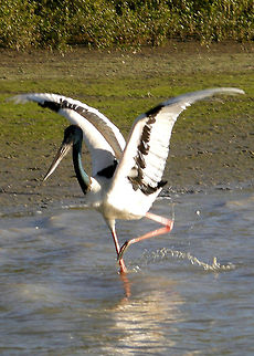 The Black-necked Stork The Black-necked Stork also known as Jabiru. Australian Bird,Black necked Stork,Jabiru