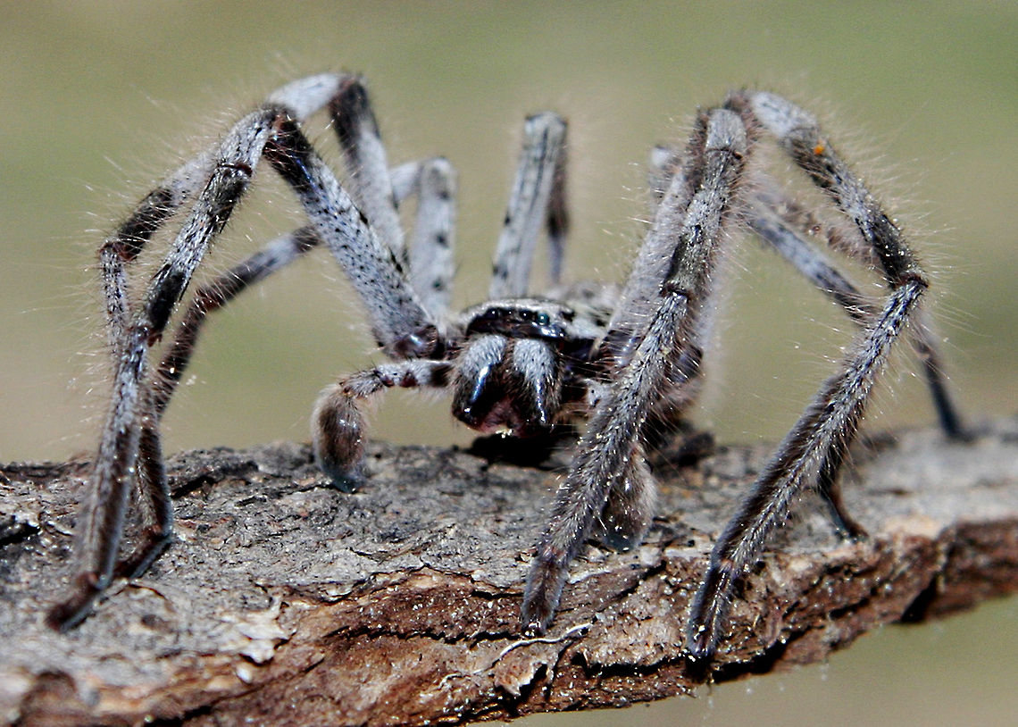 Australian Wolf Spider  Spider