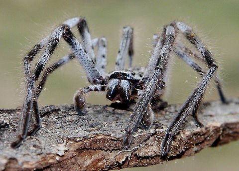 Australian Wolf Spider  Spider
