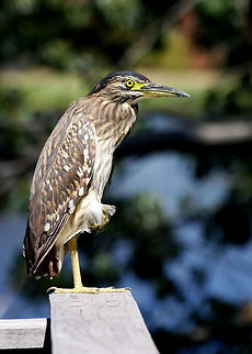 Nankeen night-heron  Nankeen Night Heron,Nycticorax caledonicus