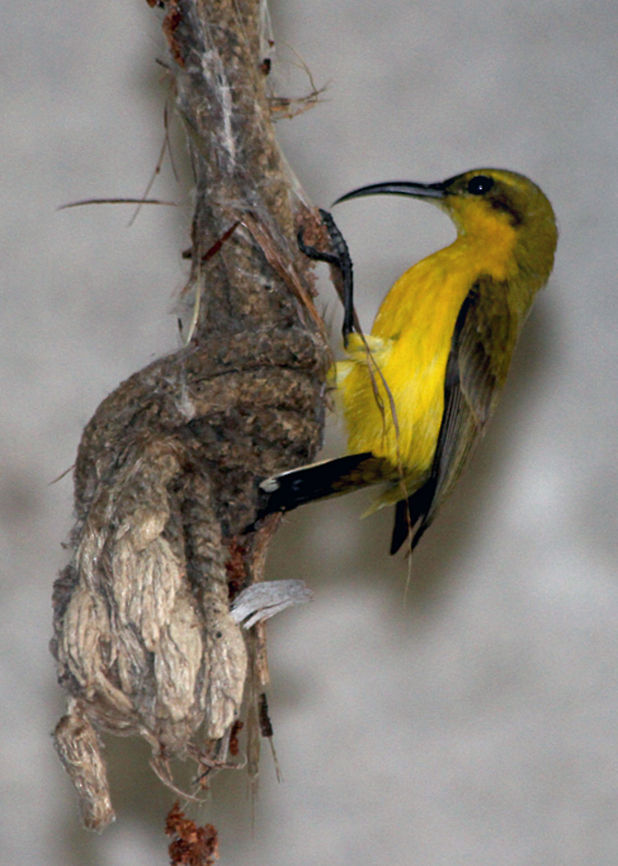 Yellow-bellied Sunbird  Cinnyris jugularis,Olive-backed Sunbird