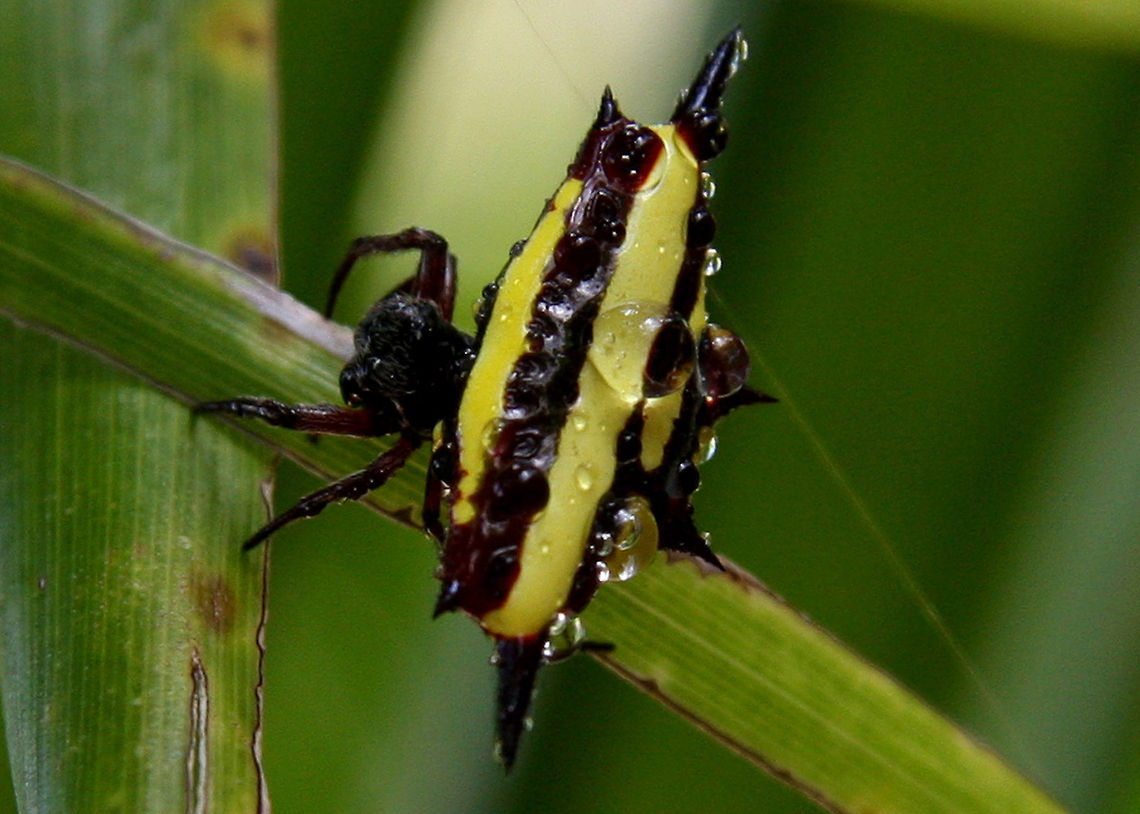 Spiny Spider (Gasteracantha fornicata) This photo was taken at the Botanical Gardens in Cairns, North Queensland, Australia.  Gasteracantha fornicata,spider
