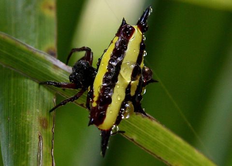 Spiny Spider (Gasteracantha fornicata) This photo was taken at the Botanical Gardens in Cairns, North Queensland, Australia.  Gasteracantha fornicata,spider