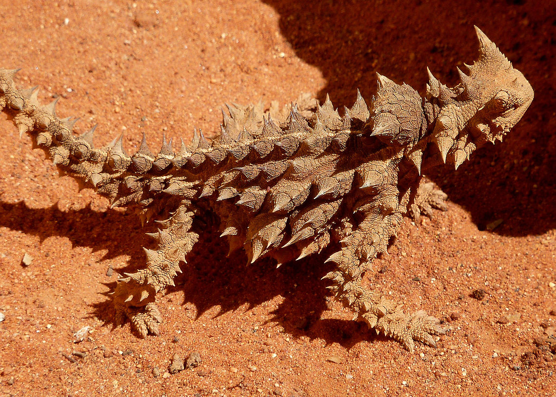 Thorny_Devil_2  Moloch horridus,Thorny devil