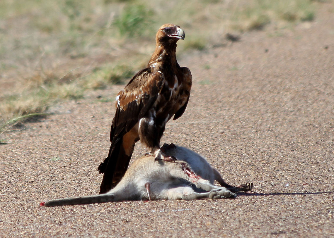 Wedge-tailed_Eagle_on_roadkill Wedge-tailed Eagle sitting on roadkill waiting for it's mate to return.  Driving in the Australian outback you often see scenes like this.   Aquila audax,Wedge-tailed eagle