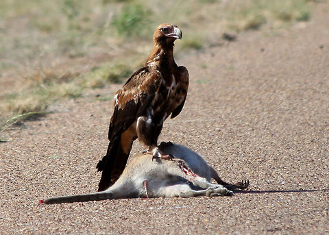 Wedge-tailed_Eagle_on_roadkill Wedge-tailed Eagle sitting on roadkill waiting for it's mate to return.  Driving in the Australian outback you often see scenes like this.   Aquila audax,Wedge-tailed eagle