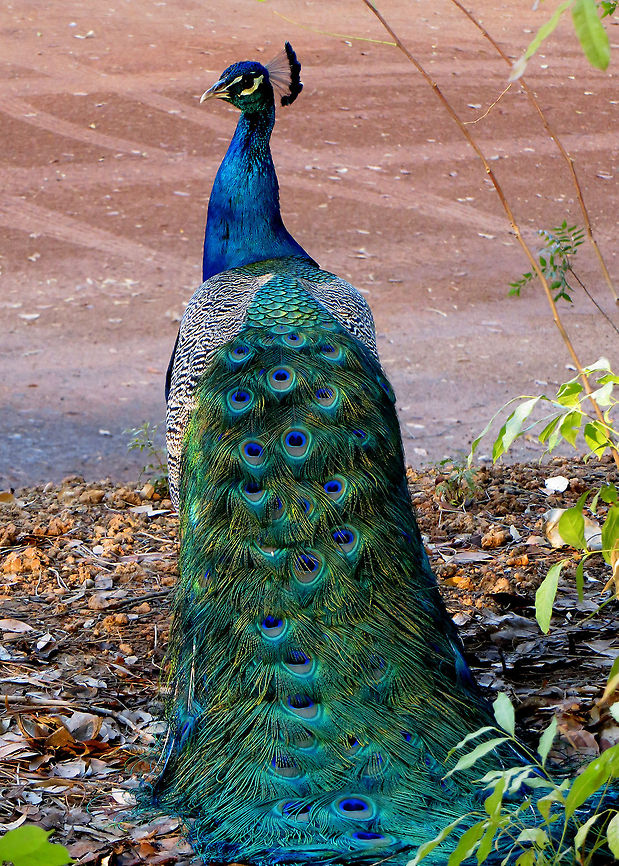 Peacock - Male                                Australian bird,Indian Peafowl,Pavo cristatus