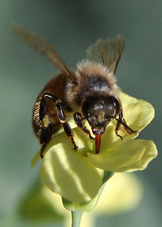 Bee on Yellow Flower Macro shot of a bee getting pollen from a flower in our garden. Australian Bee.,Bee,Macro