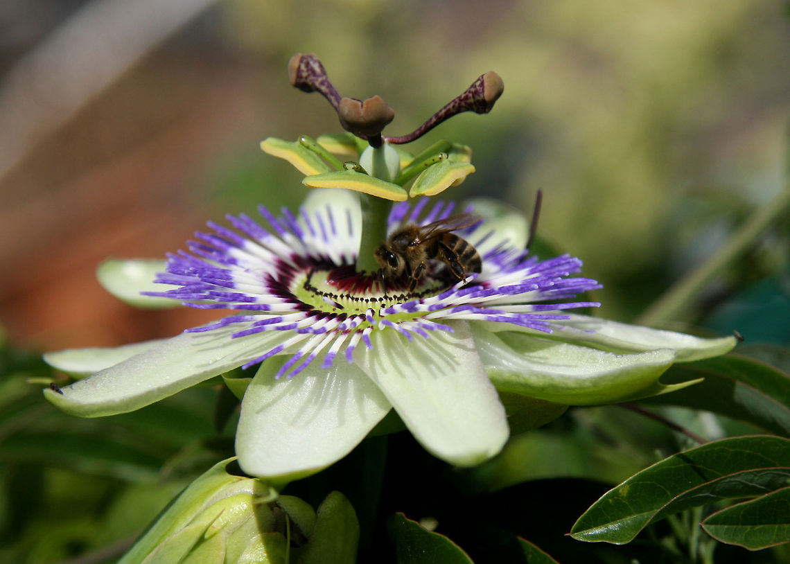 Bee on passion fruit flower  Maracujá,Passiflora caerulea,Passiflora edulis,Passion fruit