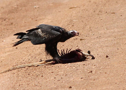 Wedge-tailed Eagle on road kill  Aquila audax,Wedge-tailed eagle