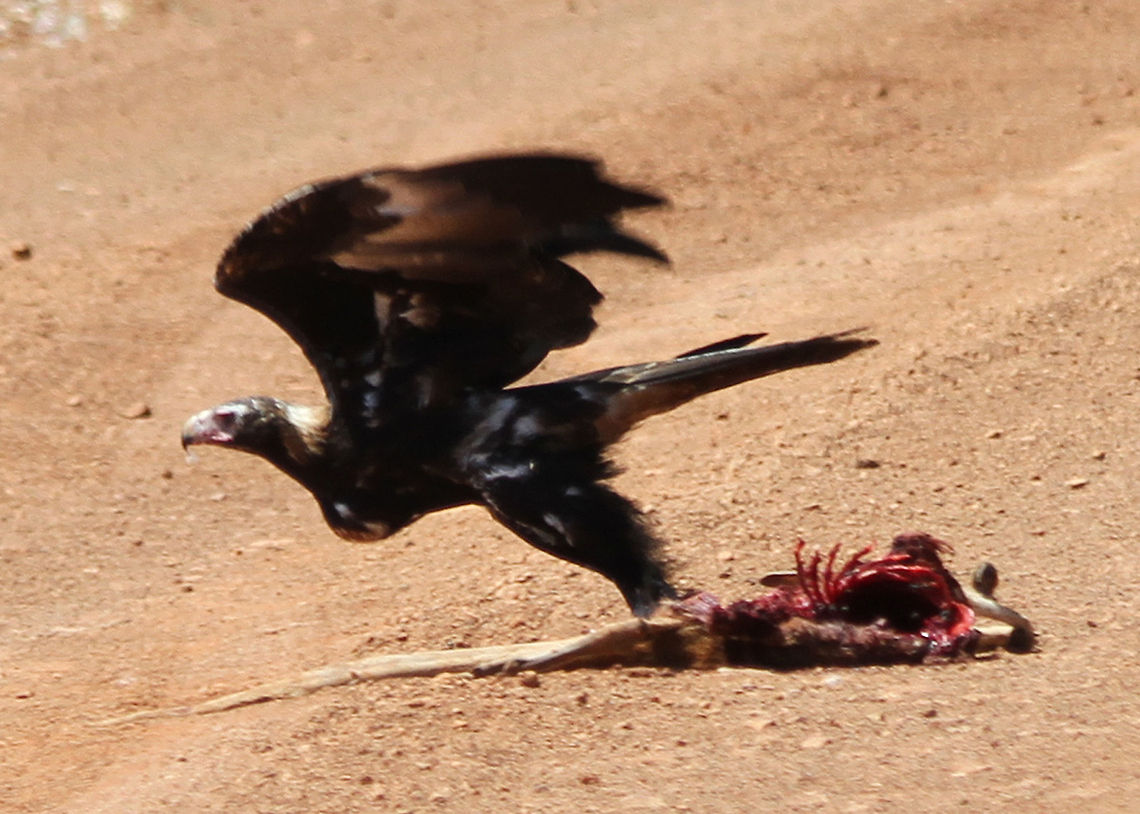 Wedge-tailed Eagle leaving road kill  Aquila audax,Wedge-tailed eagle