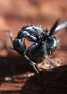 Ant_doing_aerobics