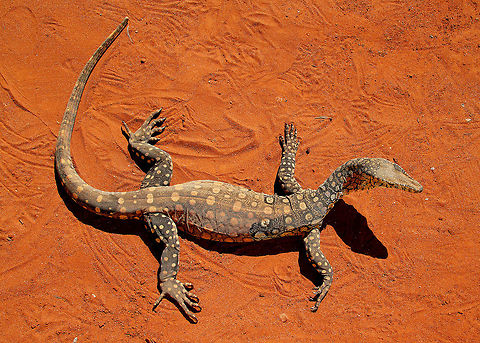 Yellow Spotted Monitor  Perentie,Varanus giganteus