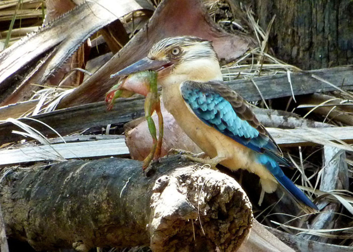 Blue-Winged-Kookaburra  Blue-winged Kookaburra,Dacelo leachii