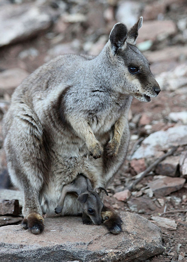 Rock_Wallaby--Joey  Petrogale xanthopus,Yellow-footed rock-wallaby