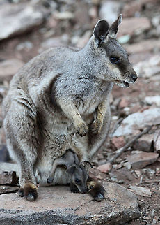 Rock_Wallaby--Joey  Petrogale xanthopus,Yellow-footed rock-wallaby