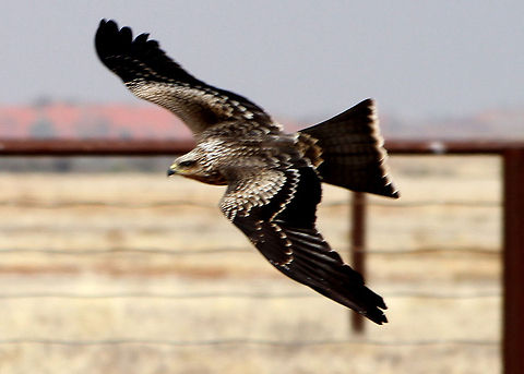 Whistling Kite in flight  Haliastur sphenurus,Whistling Kite