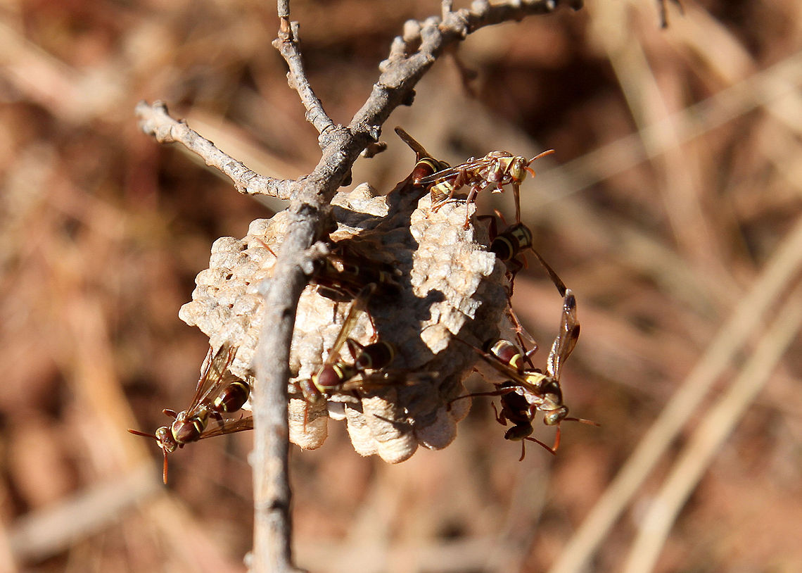 Wasps busy constructing a nest in Outback Australia.  outback adventure 2011