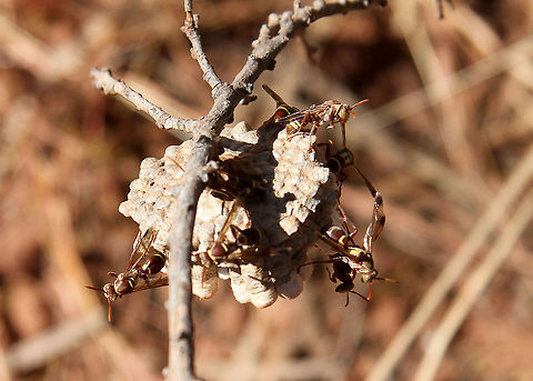Wasps busy constructing a nest in Outback Australia.  outback adventure 2011