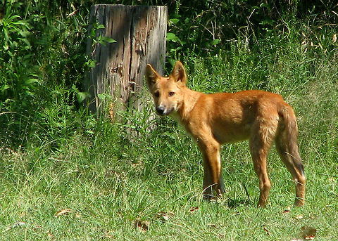 Young_Dingo_at_Pt_Pl  Australian dingo,Canis lupus dingo