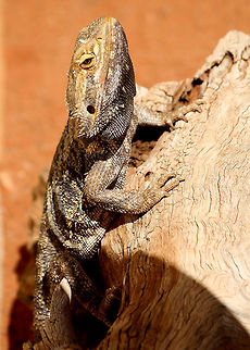 Bearded dragon Eastern bearded dragon Lizard  (Pogona barbata)  Australia,Eastern bearded dragon,Lizard,Pogona barbata,Reptile