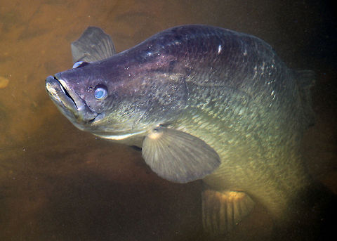 Barramundi